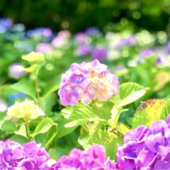 ６月２１日は夏至！あじさいで金運アップのおまじない！